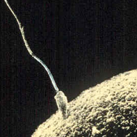 sperm and egg