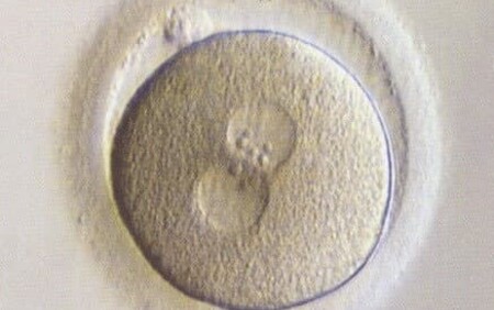 Embryo