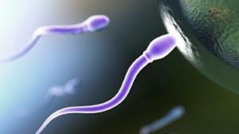 sperm entering egg