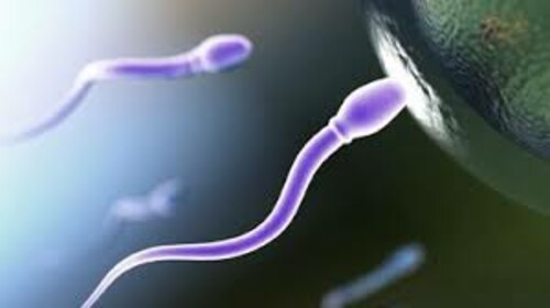sperm entering egg
