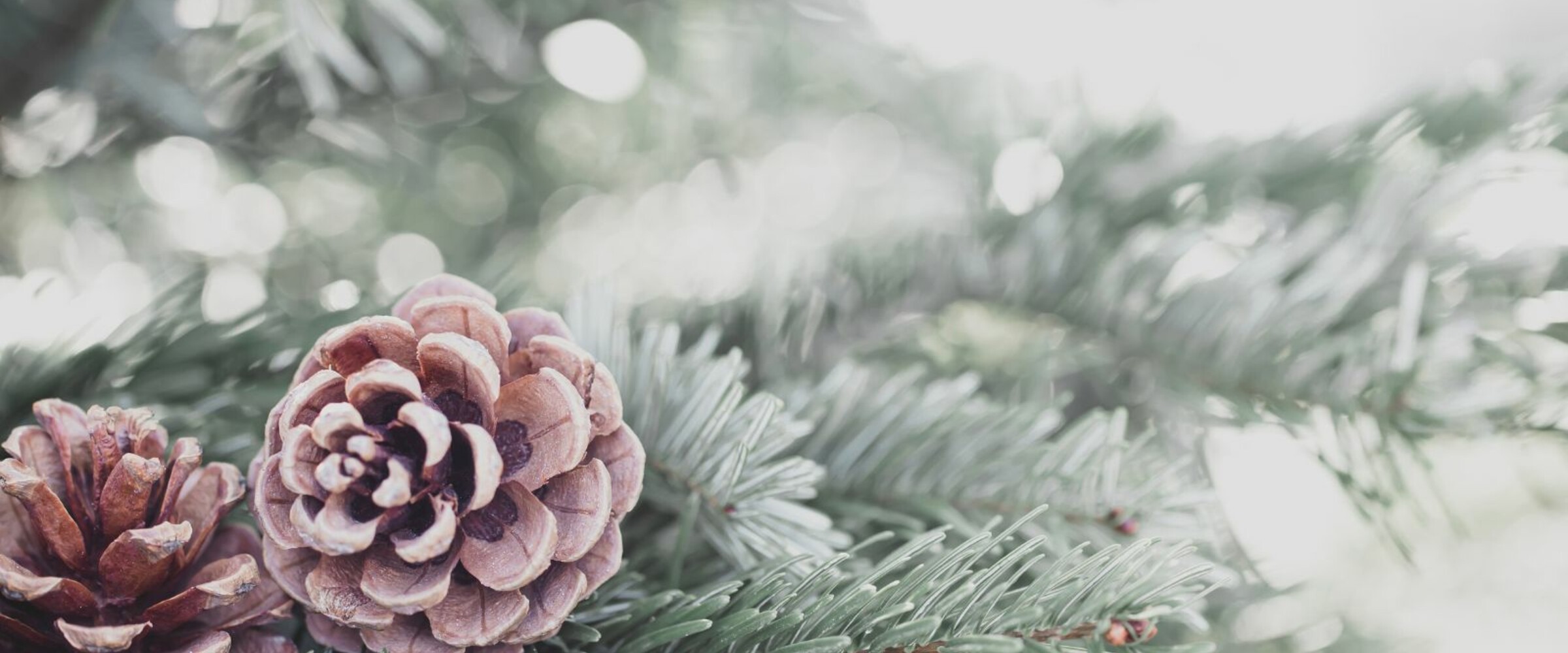 Christmas tree and pinecone